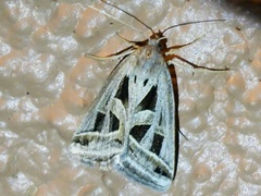 Callistege intercalaris