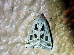 Callistege intercalaris