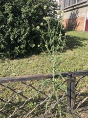 Achillea millefolium
