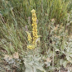 Verbascum