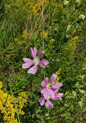 Malva thuringiaca