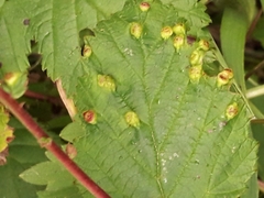 Dasineura ulmaria