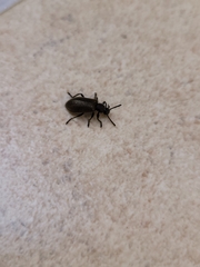 Lagria villosa