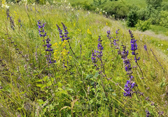 Salvia dumetorum