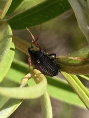 Odontocorynus umbellae