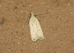 Nothris verbascella