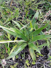 Eryngium sanguisorba