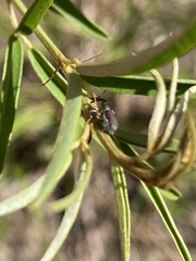 Odontocorynus umbellae