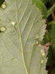 Dasineura ulmaria