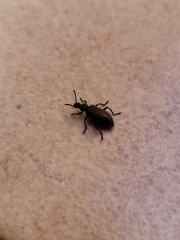 Lagria villosa