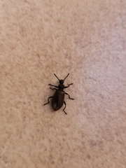 Lagria villosa
