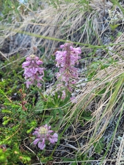 Pedicularis lanata