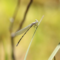 Argia bipunctulata