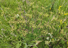 Peucedanum alsaticum