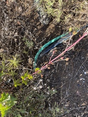 Penstemon pseudospectabilis