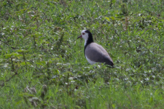Vanellus crassirostris