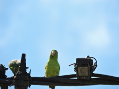 Forpus crassirostris