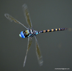 Anax immaculifrons