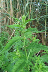 Phytomyza lycopi