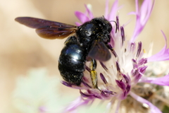 Xylocopa