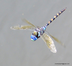 Anax immaculifrons