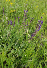 Salvia dumetorum