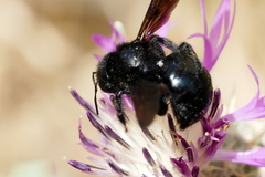 Xylocopa
