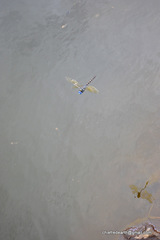 Anax immaculifrons