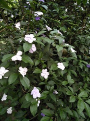 Brunfelsia uniflora