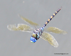 Anax immaculifrons