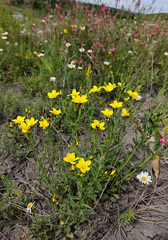 Linum flavum