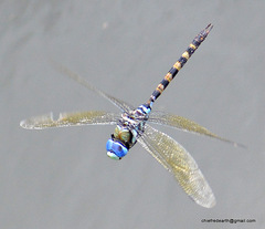 Anax immaculifrons