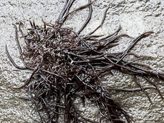 Gracilariaceae