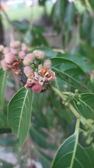 Glochidion lanceolatum