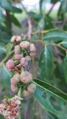 Glochidion lanceolatum