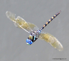 Anax immaculifrons