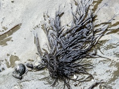 Gracilariaceae