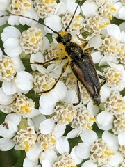Brachyleptura