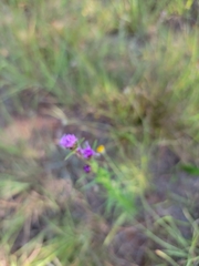 Liatris squarrosa