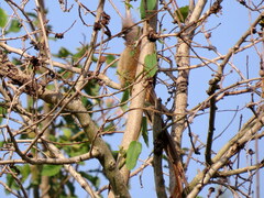 Colius striatus integralis