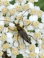 Brachyleptura