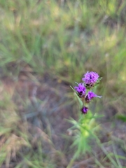 Liatris squarrosa