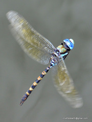 Anax immaculifrons