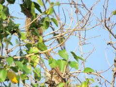 Colius striatus integralis