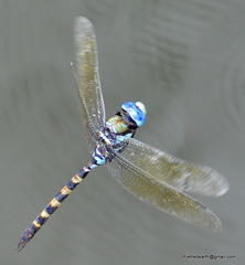 Anax immaculifrons