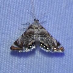 Eoparargyractis irroratalis