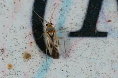 Plagiognathus albatus