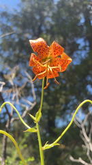 Lilium parvum