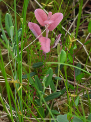 Exobasidium karstenii