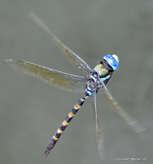 Anax immaculifrons